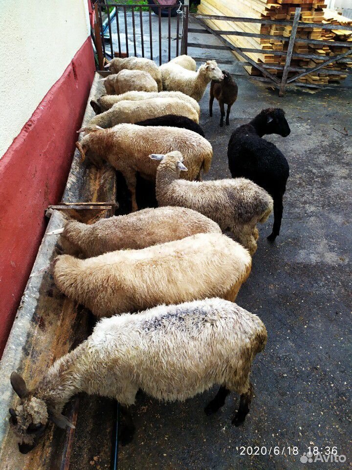 Овцы оптом купить на Зозу.ру - фотография № 2