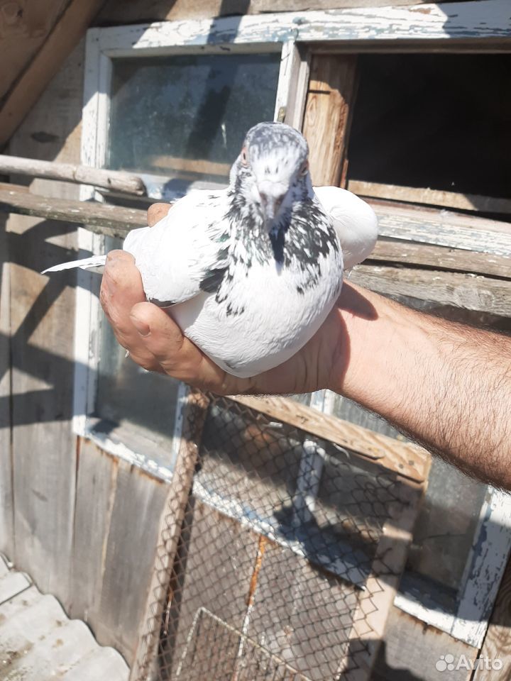 Продажа голубей купить на Зозу.ру - фотография № 2
