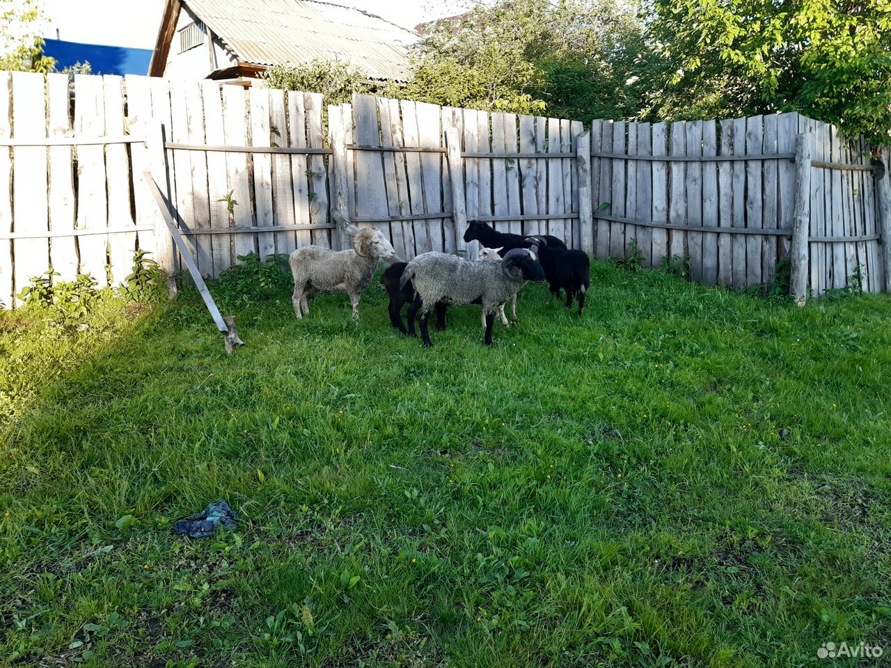 Барашки,овцы купить на Зозу.ру - фотография № 5