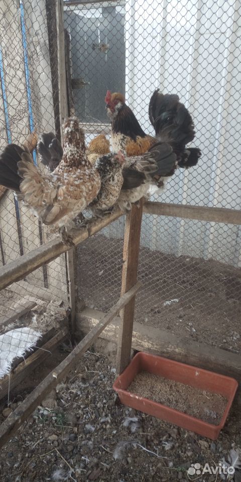 Цыплята,молодняк кур, индюшата купить на Зозу.ру - фотография № 7