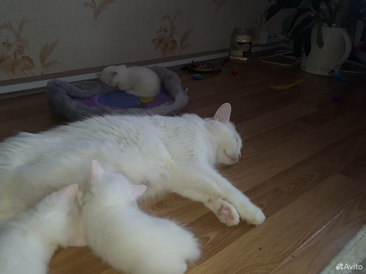 Котенок чисто белый купить на Зозу.ру - фотография № 3