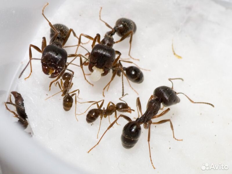 Колония муравьев Матка + 20-30 жнецов купить на Зозу.ру - фотография № 2