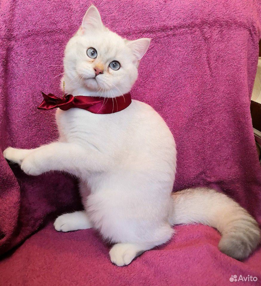 Британский кот золотой пойнт купить на Зозу.ру - фотография № 2
