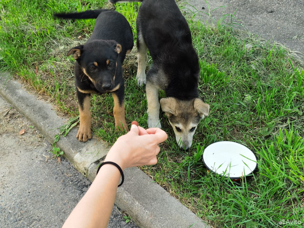 Отдадим собак в добрые руки купить на Зозу.ру - фотография № 3