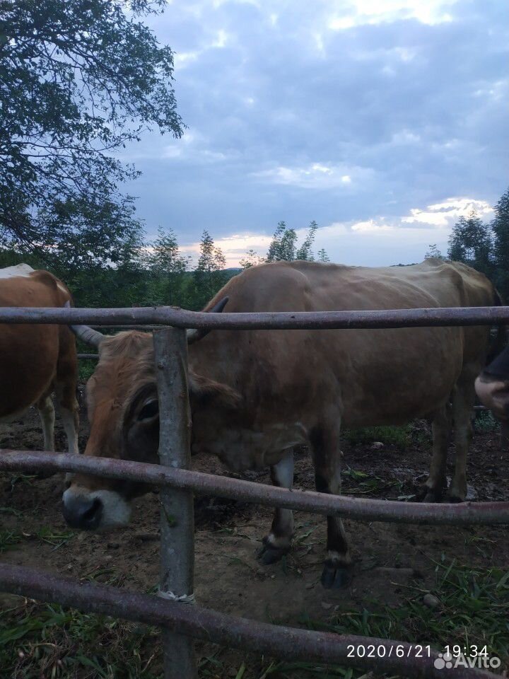 Корова с бычком купить на Зозу.ру - фотография № 8