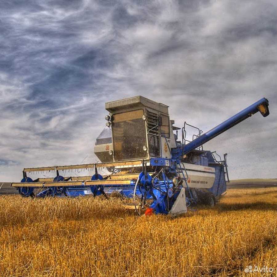 Пшеница. 4 кл. 50 тонн купить на Зозу.ру - фотография № 3