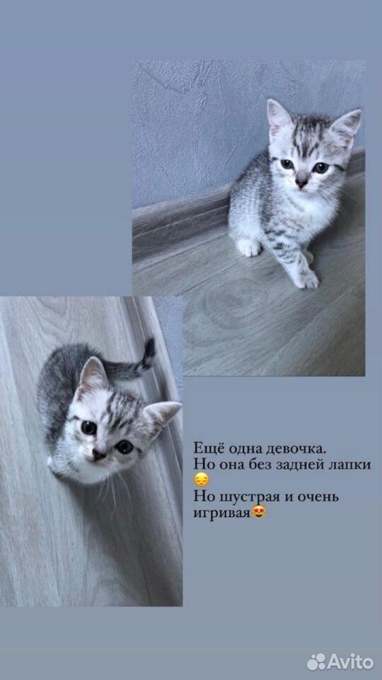 Отдаём котят в добрые руки купить на Зозу.ру - фотография № 2
