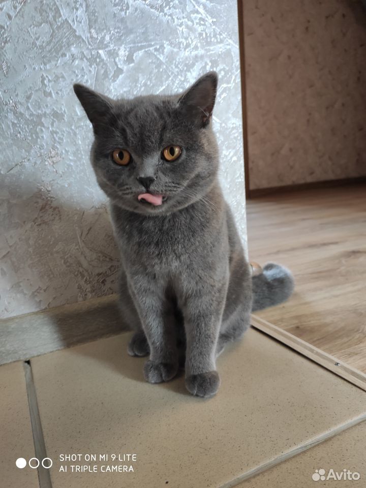 Найдена британская серая кошка купить на Зозу.ру - фотография № 1