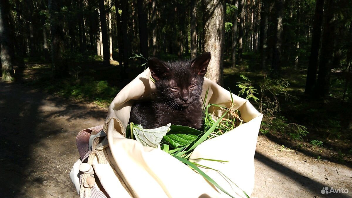 Котенок 1,5 мес купить на Зозу.ру - фотография № 2