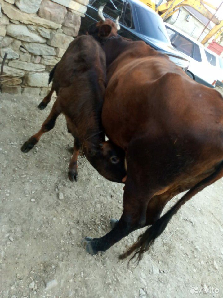 Корова с телёнкам купить на Зозу.ру - фотография № 4