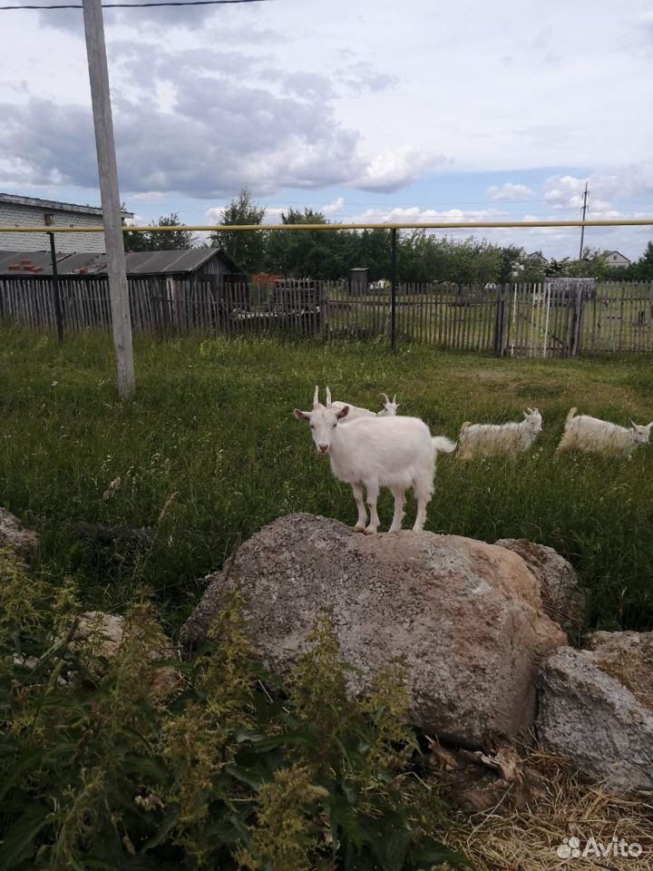 Четыре молодых козы купить на Зозу.ру - фотография № 1