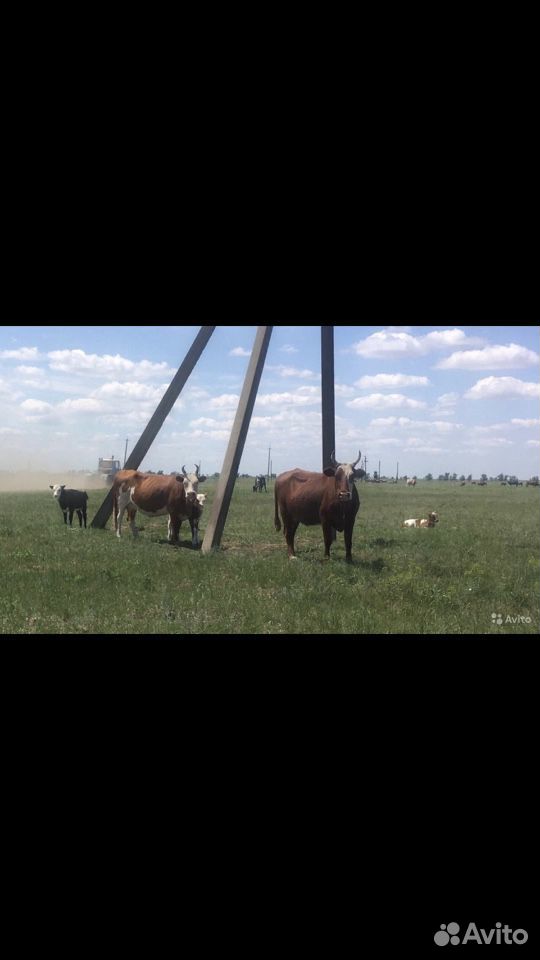 Коровы с телята ми крс стадо купить на Зозу.ру - фотография № 1