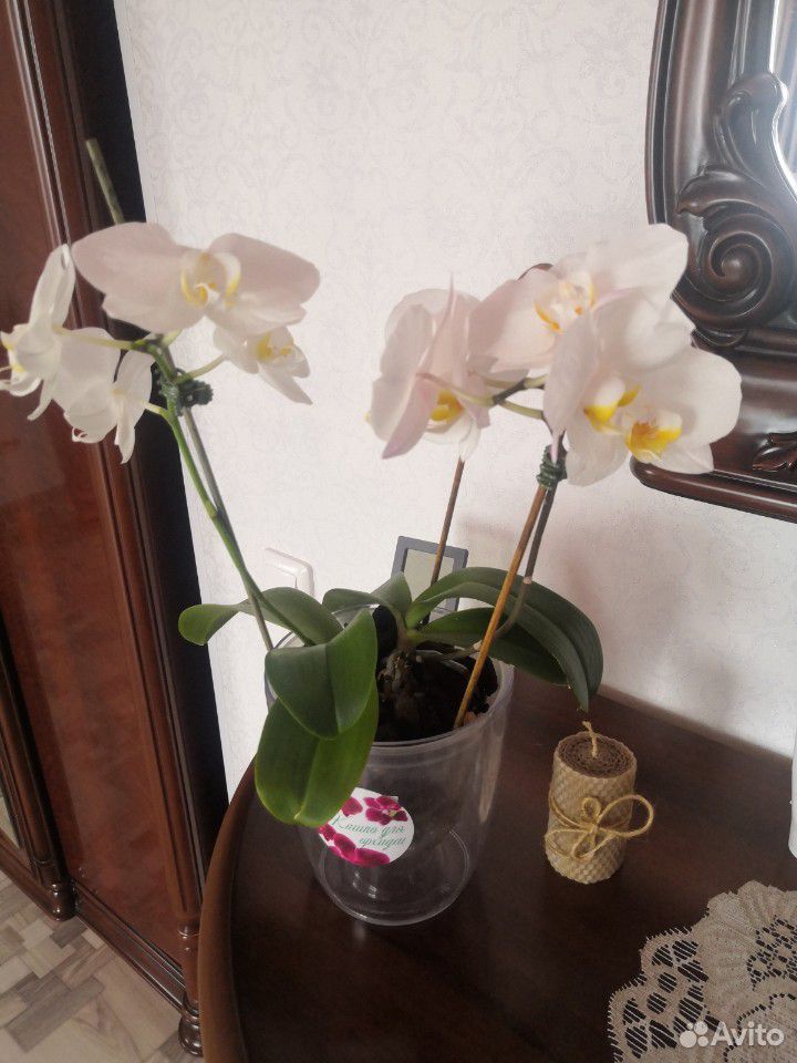 Орхидея купить на Зозу.ру - фотография № 3