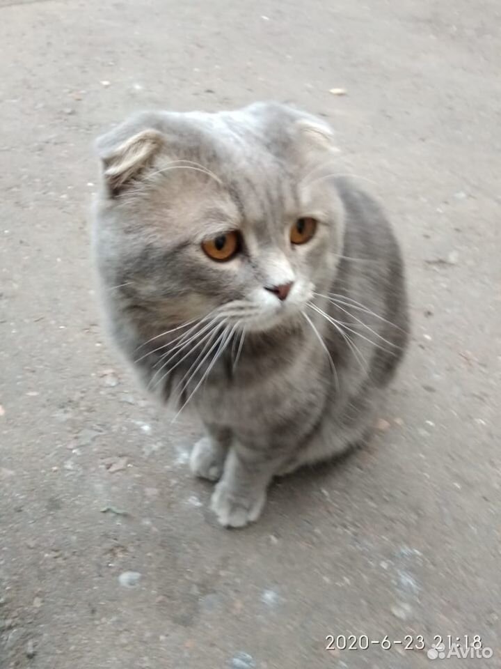 Кот ищет хозяина купить на Зозу.ру - фотография № 1