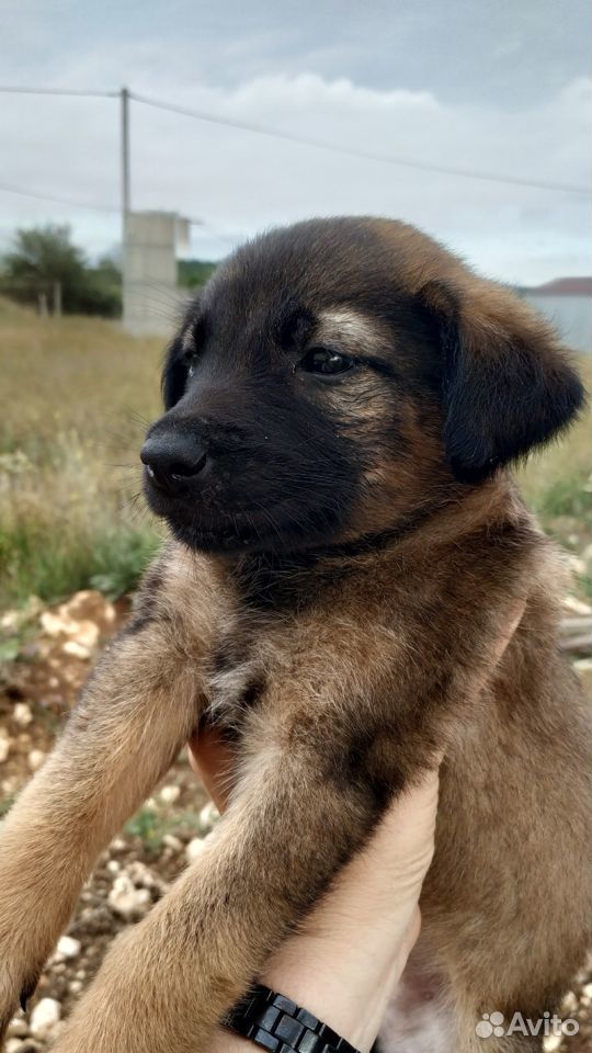 Отдаём щеночков 1,5 месяца купить на Зозу.ру - фотография № 1