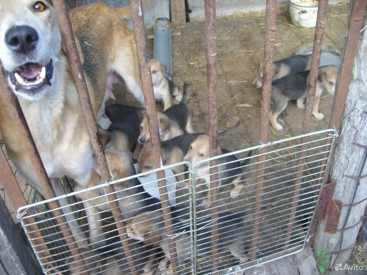 Продаются щенки, порода Русска гончая купить на Зозу.ру - фотография № 8