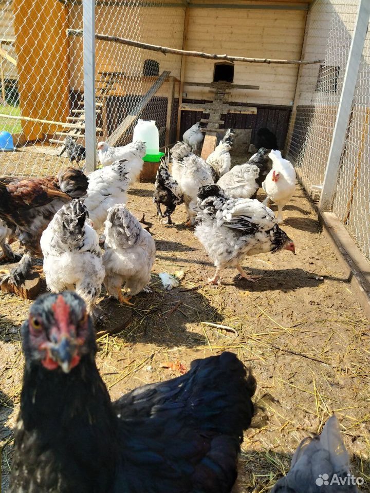 Цыплята кур купить на Зозу.ру - фотография № 4