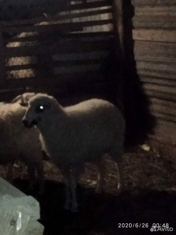 1 овец с чёрным глазами. год и три месяца купить на Зозу.ру - фотография № 9