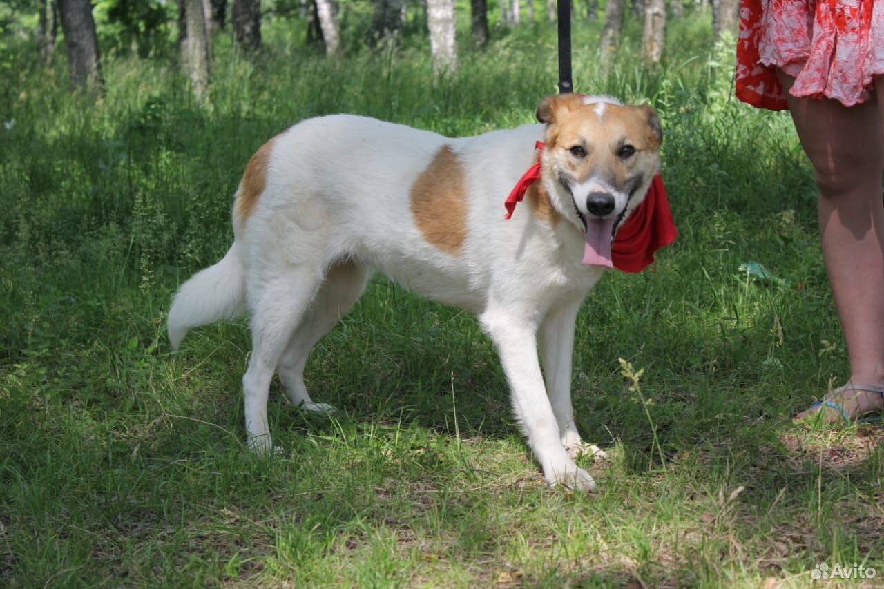 Отдаем послушную собаку Розочку в добрые руки купить на Зозу.ру - фотография № 2