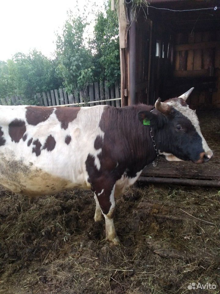 Чистопородный айрширский бык купить на Зозу.ру - фотография № 1