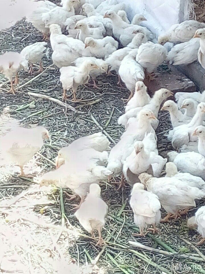 Цыплята,курицы купить на Зозу.ру - фотография № 3