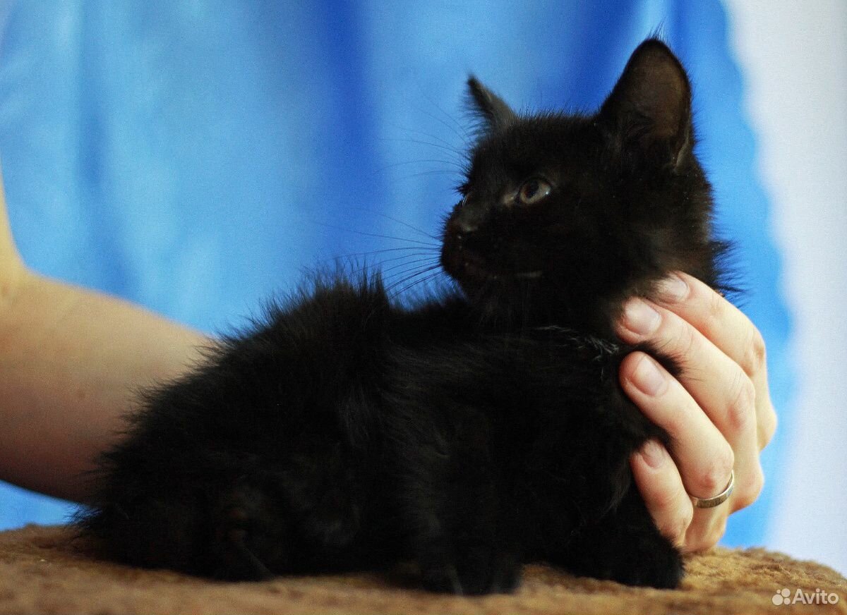 Черные котята, мальчики, 2 месяца купить на Зозу.ру - фотография № 9