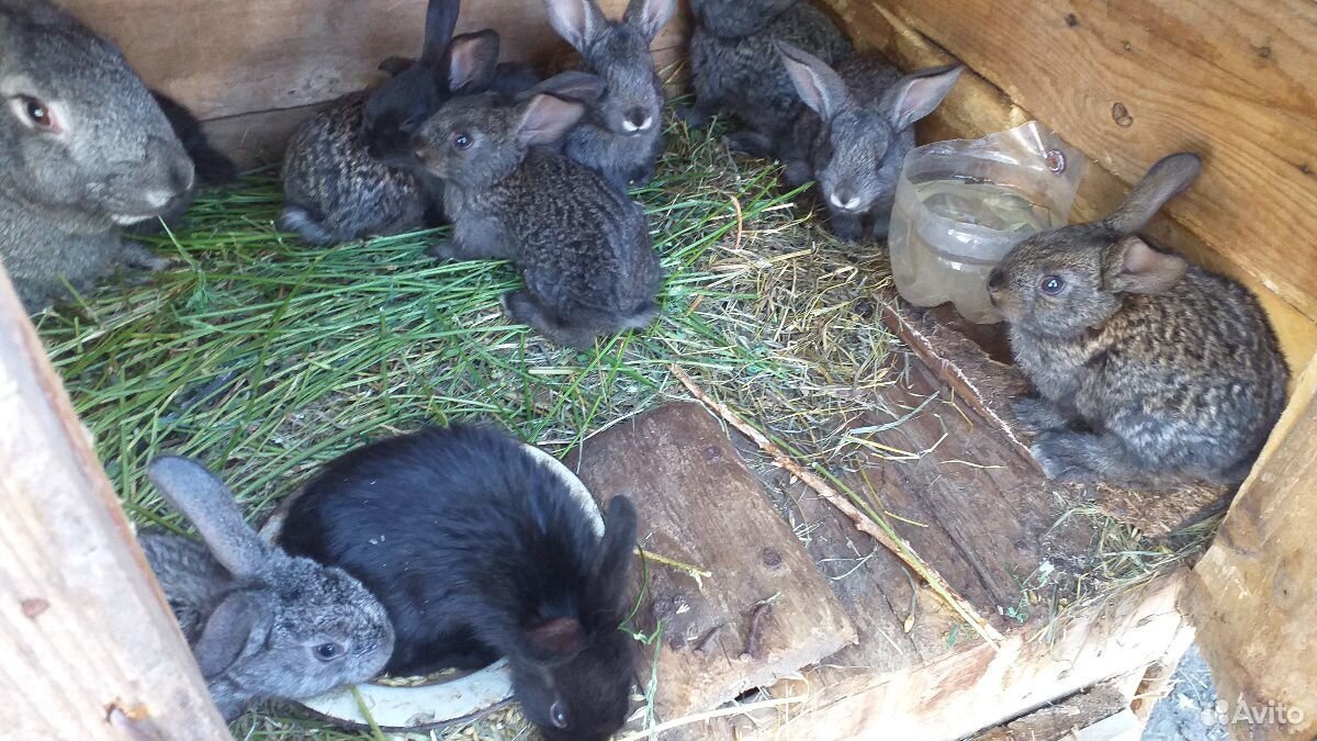 Кролики домашние купить на Зозу.ру - фотография № 5