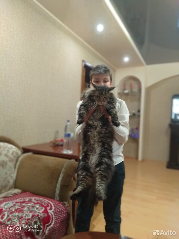 Котята мейн-кун купить на Зозу.ру - фотография № 8