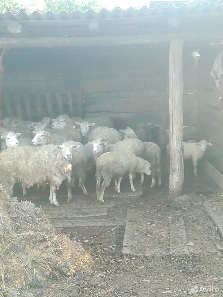 Бараны, овцы, ягнята- для разведения купить на Зозу.ру - фотография № 1