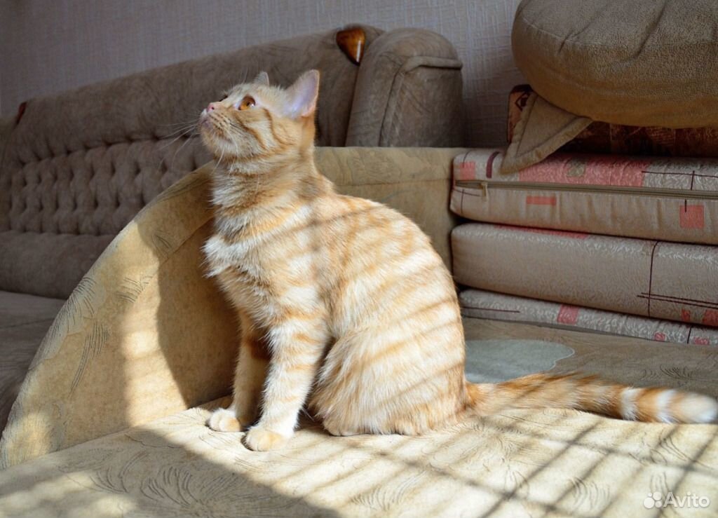 Персиковый котёнок ищет себе хозяина купить на Зозу.ру - фотография № 6