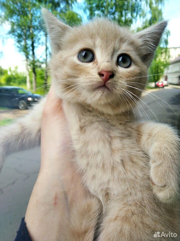 Котёнок (кошка) купить на Зозу.ру - фотография № 1