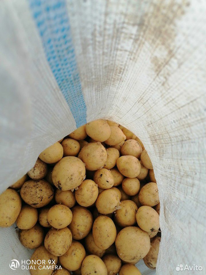 Молодой картофель оптом купить на Зозу.ру - фотография № 2