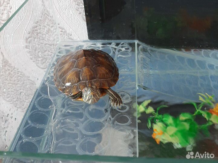 Черепаха, аквариум в комплекте купить на Зозу.ру - фотография № 3