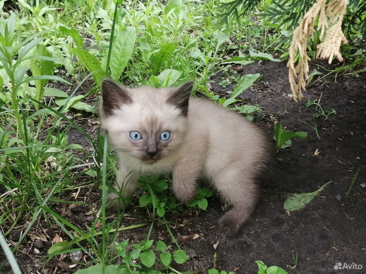 Котятам 1,5 месяца, ищут дом купить на Зозу.ру - фотография № 2