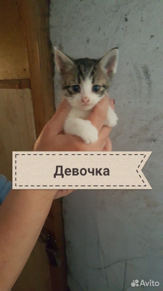 Кошки и котята купить на Зозу.ру - фотография № 1