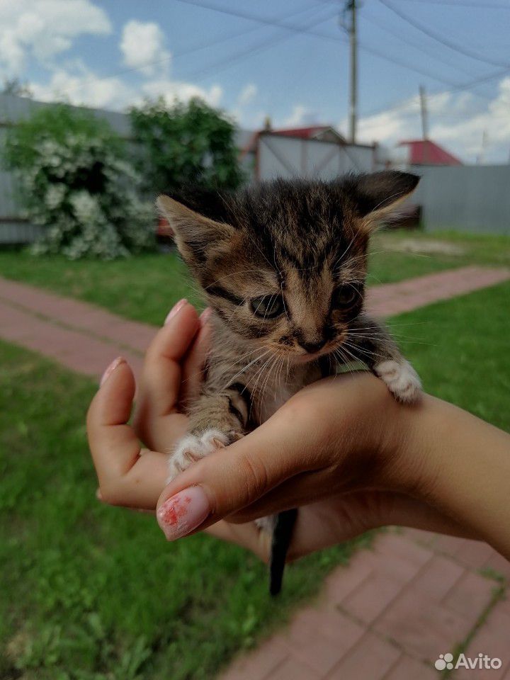 Кошка купить на Зозу.ру - фотография № 6