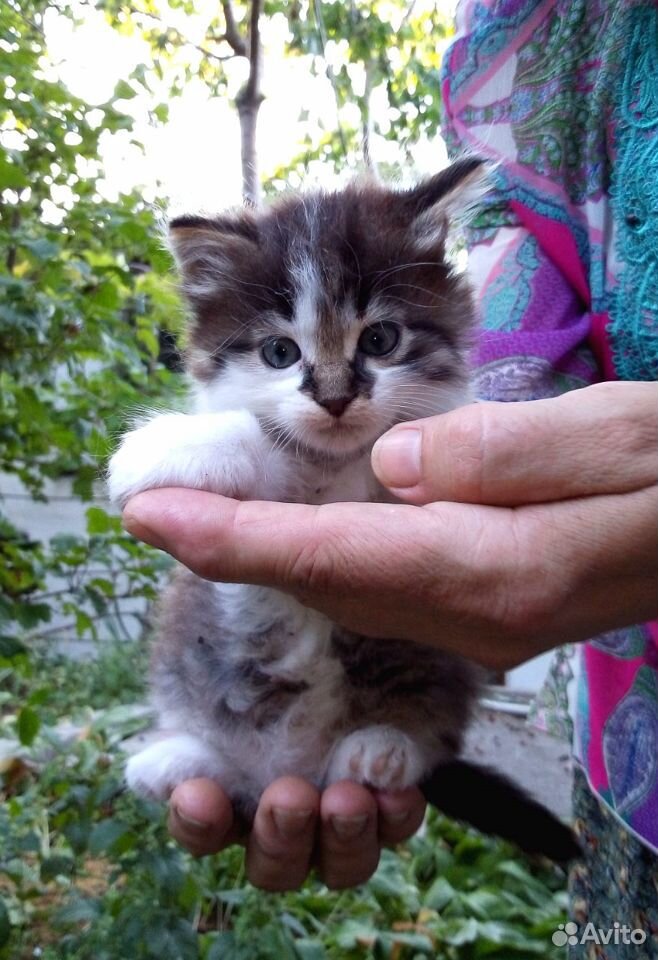 Отдам красивых котиков купить на Зозу.ру - фотография № 2
