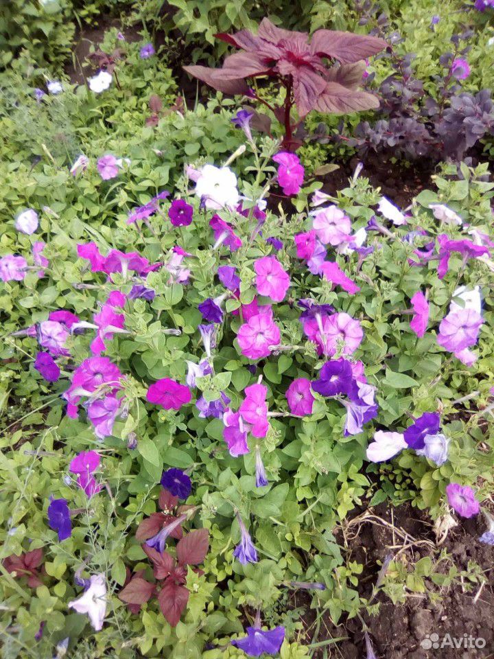 Саженцы цветов для сада: петунии, почвопокровные купить на Зозу.ру - фотография № 1
