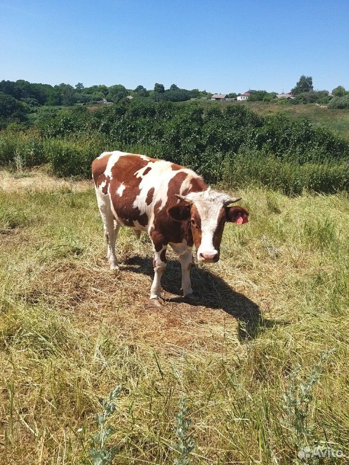 Корова, бычки купить на Зозу.ру - фотография № 8