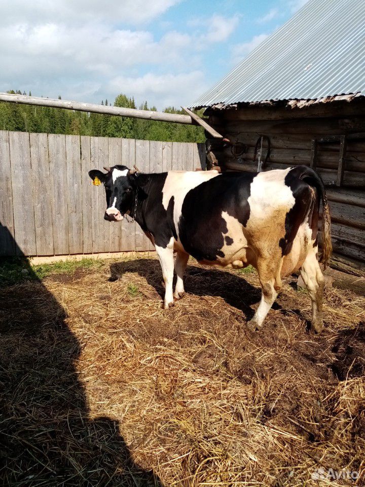 Корова, 2 быка, бычки купить на Зозу.ру - фотография № 2