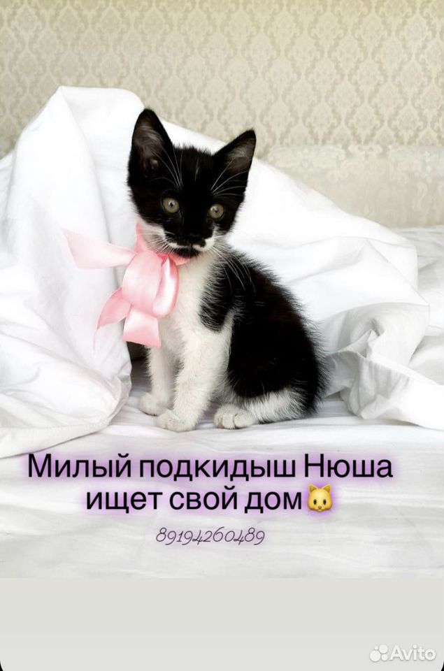 Котёнок подкидыш купить на Зозу.ру - фотография № 1