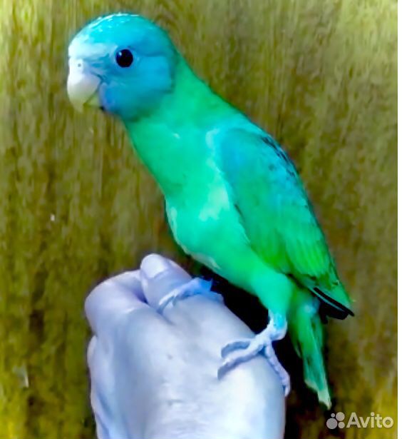Сливоголовые попугаи птенцы выкормыши купить на Зозу.ру - фотография № 3