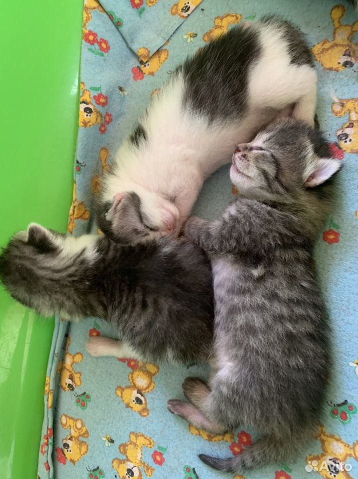 Котята рождены 24 июня купить на Зозу.ру - фотография № 3