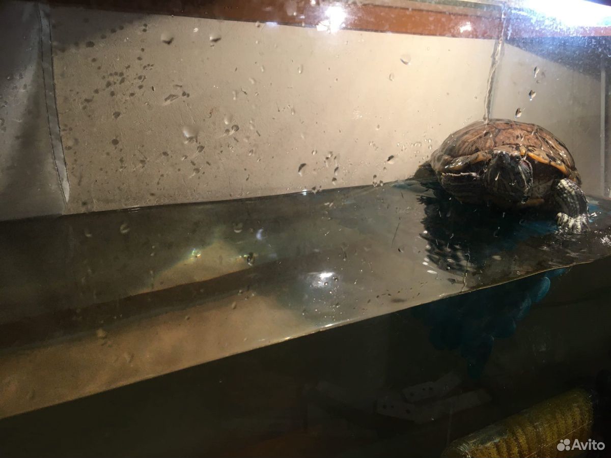 Черепаха красноухая с аквариумом купить на Зозу.ру - фотография № 5