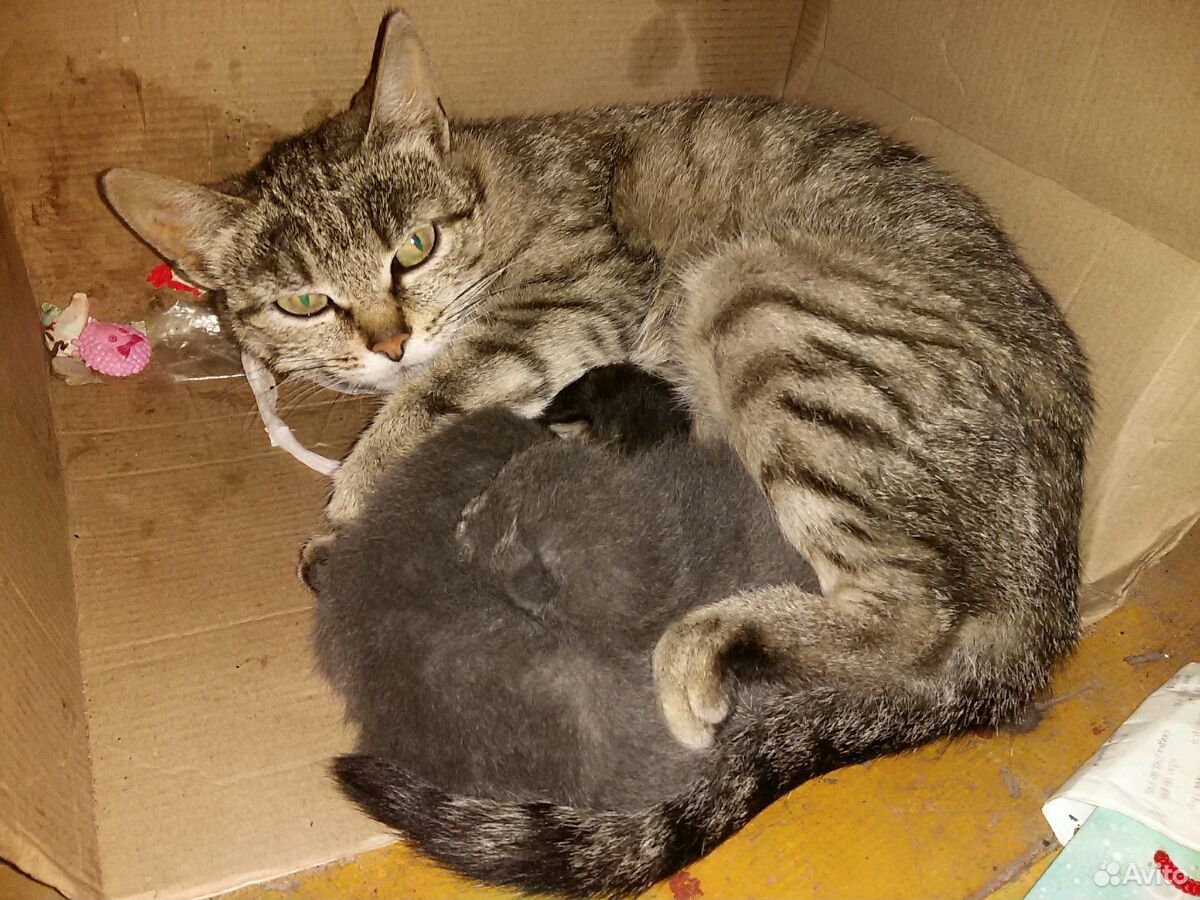 Кошка с тремя котятами купить на Зозу.ру - фотография № 1
