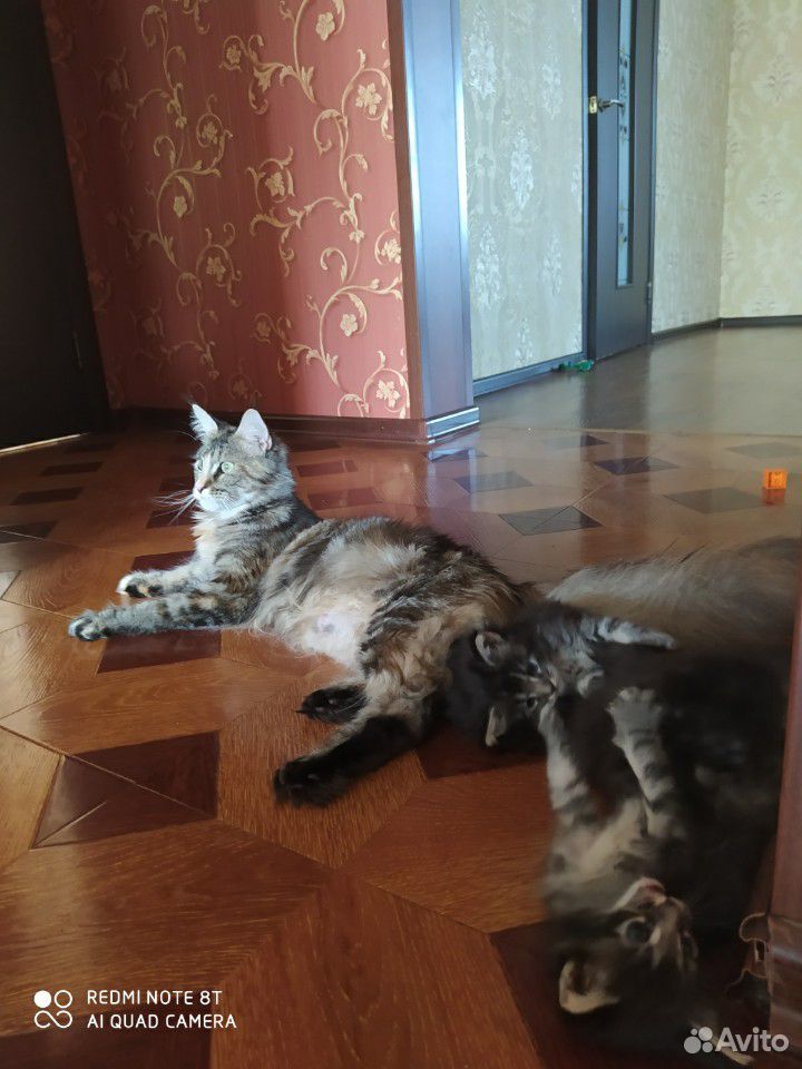 Котята мейнкун купить на Зозу.ру - фотография № 1