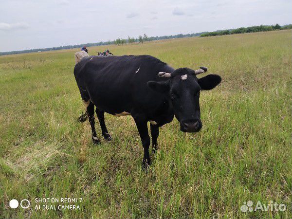 Продам корову и быка купить на Зозу.ру - фотография № 5