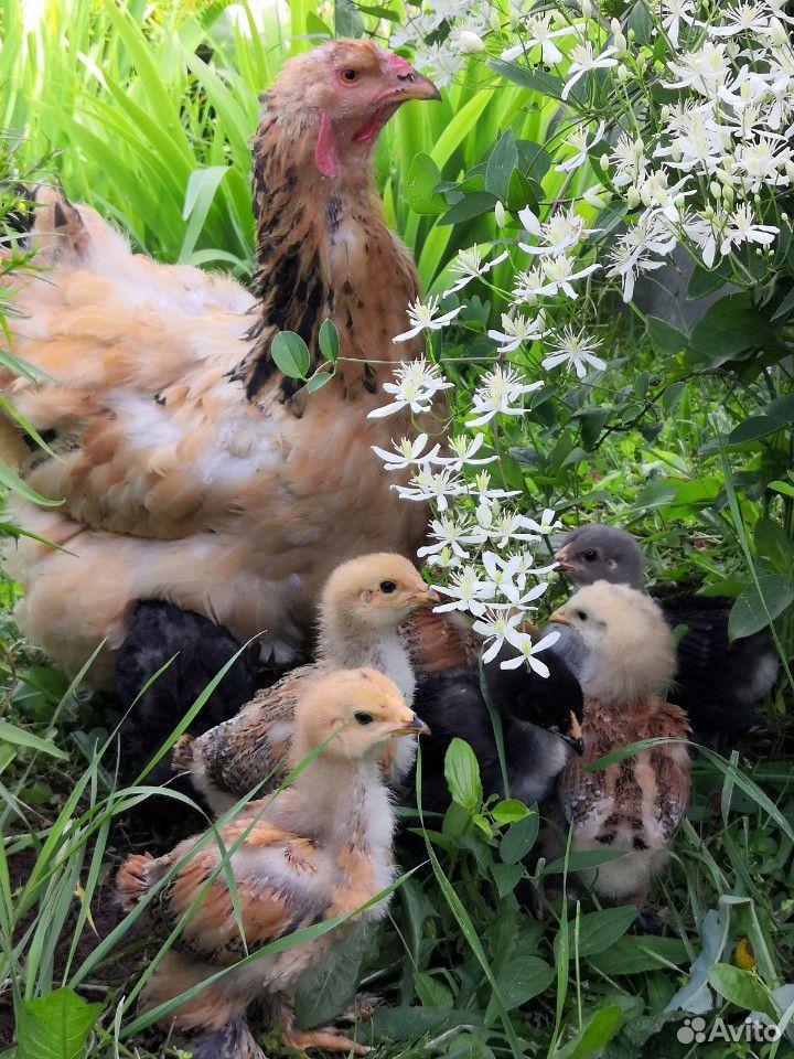 Продам цыплят мясояичной породы купить на Зозу.ру - фотография № 1