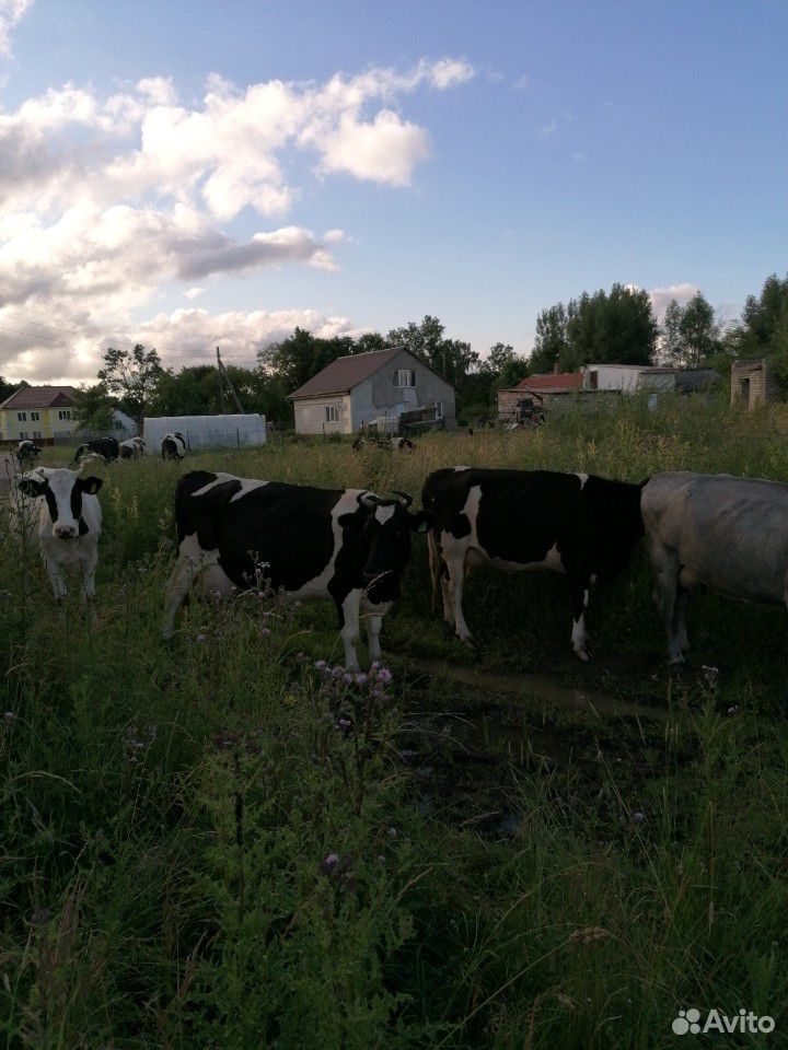 Коровы купить на Зозу.ру - фотография № 8
