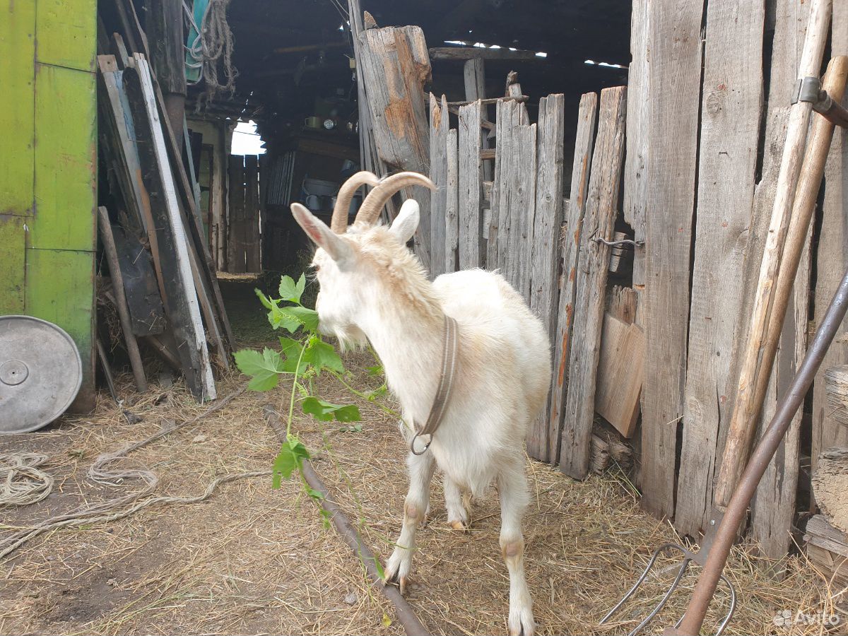 Молодые дойные козы мегрельской породы купить на Зозу.ру - фотография № 3